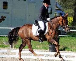 horse Promise Mambo (New Forest Pony, 2006, from Mambo Moscan)