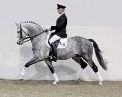 Deckhengst Rich Charly I (Sachse, 1998, von Royal Diamond)