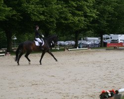 dressage horse Dream Dancer 84 (Hanoverian, 2012, from Donnersmarck)