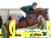 stallion Lemwerder (Hanoverian, 2005, from Lordanos)