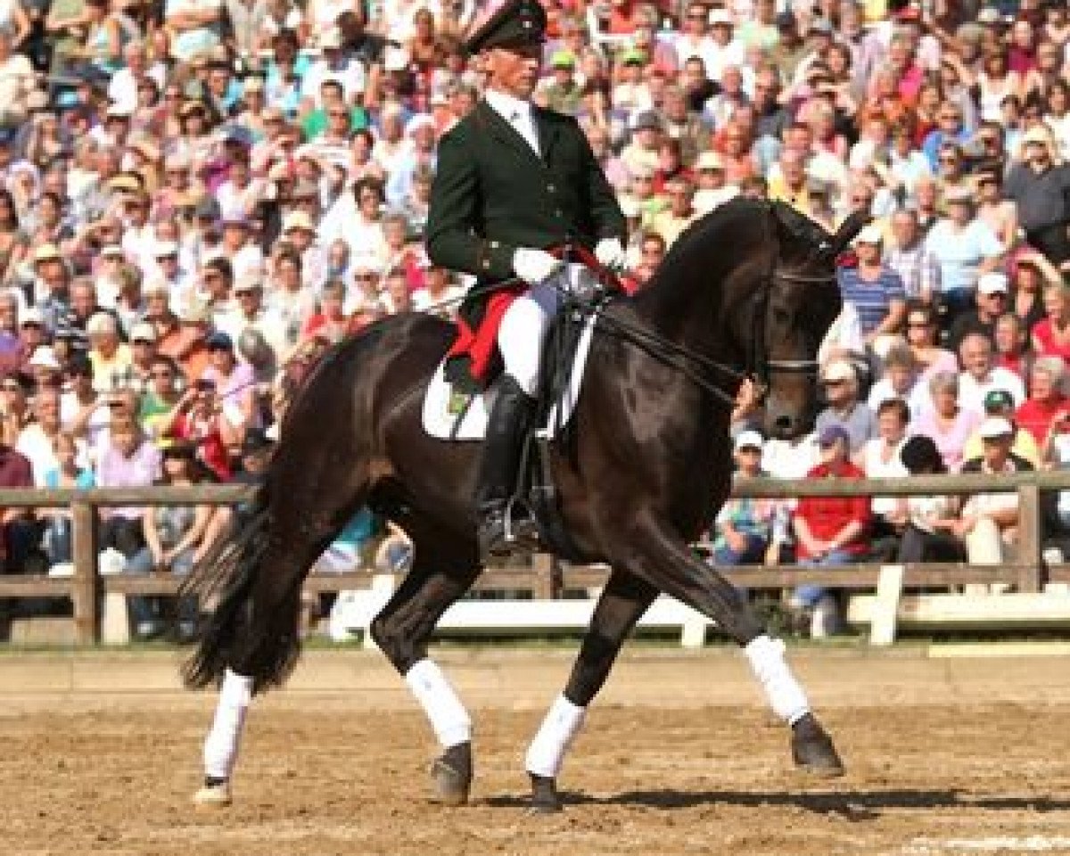 Deckhengst Fürst Wettin (Hannoveraner, 2006, von Fürst Heinrich)