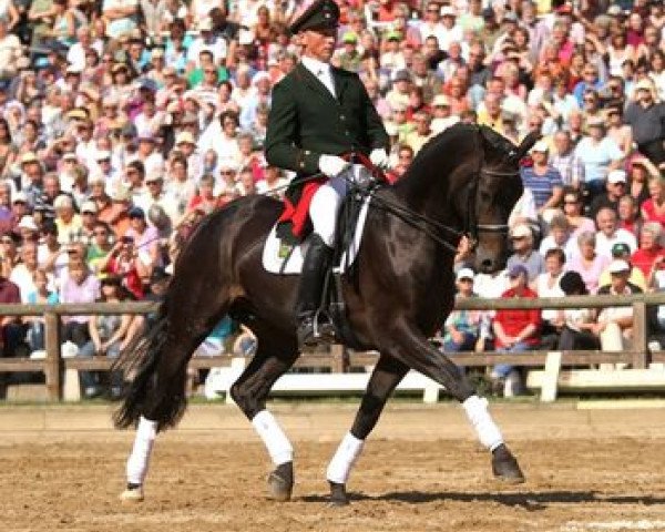 dressage horse Fürst Wettin (Hanoverian, 2006, from Fürst Heinrich)