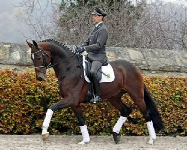 stallion Don Lanero (Hanoverian, 2007, from Don Crusador)