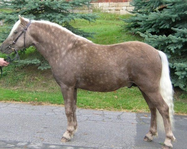 stallion Janko Boy vom Schedetal (German Classic Pony, 2010, from Janko v.Schedetal)