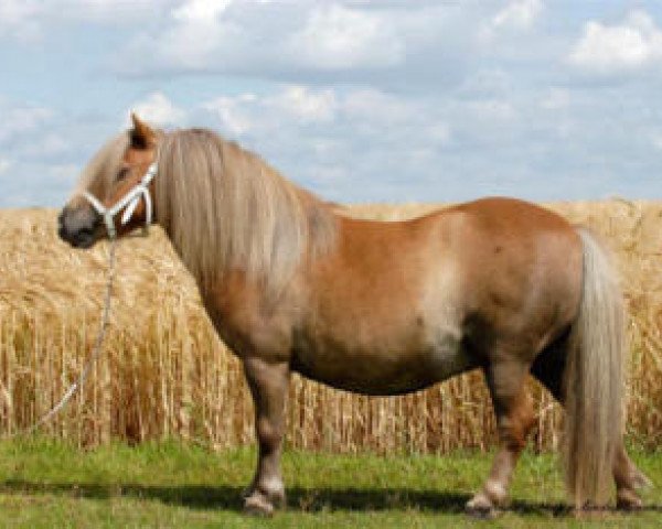 Zuchtstute Rozanne v.d. Ysselhof (Shetland Pony (unter 87 cm), 2001, von Gentleman van Bangaerde)