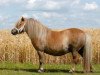 Zuchtstute Rozanne v.d. Ysselhof (Shetland Pony (unter 87 cm), 2001, von Gentleman van Bangaerde)