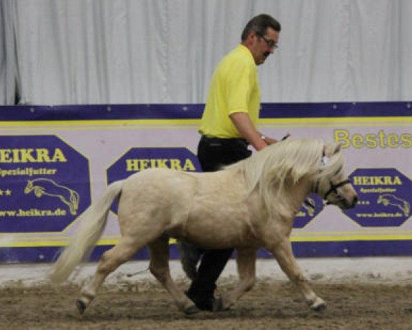 horse Aragon von Weyhe (Shetland pony (under 87 cm), 2010, from Amadeus E)