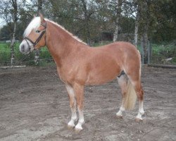 stallion Absinth (3,52% ox) (Edelbluthaflinger, 2010, from Alabaster B)