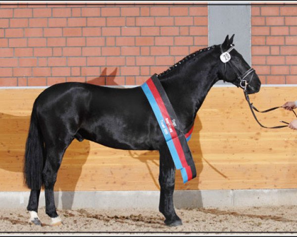 stallion Carlos Erbe (Alt-Oldenburger / Ostfriesen, 2007, from Carlos)