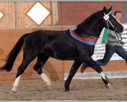 stallion Esprit (Sachs-door. Heavy Warmbl., 2008, from Epomeo)