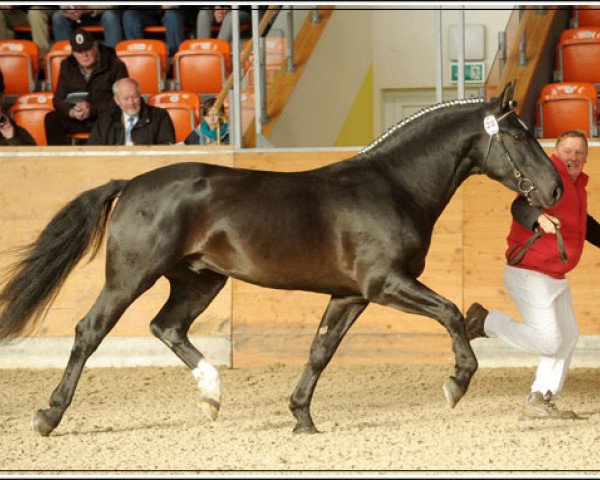 horse Eros (Alt-Oldenburger / Ostfriesen, 2009, from Edano I)