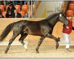 horse Eros (Alt-Oldenburger / Ostfriesen, 2009, from Edano I Mo 1454)