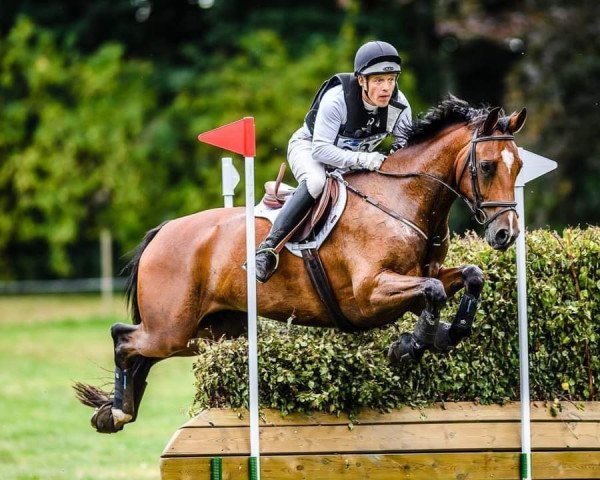 jumper Kulo (Belgian Warmblood, 2010, from Crescendo)