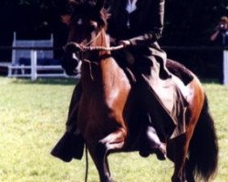 broodmare Mercedes WS (Peruvian Paso, 1994, from Altanero ECM)