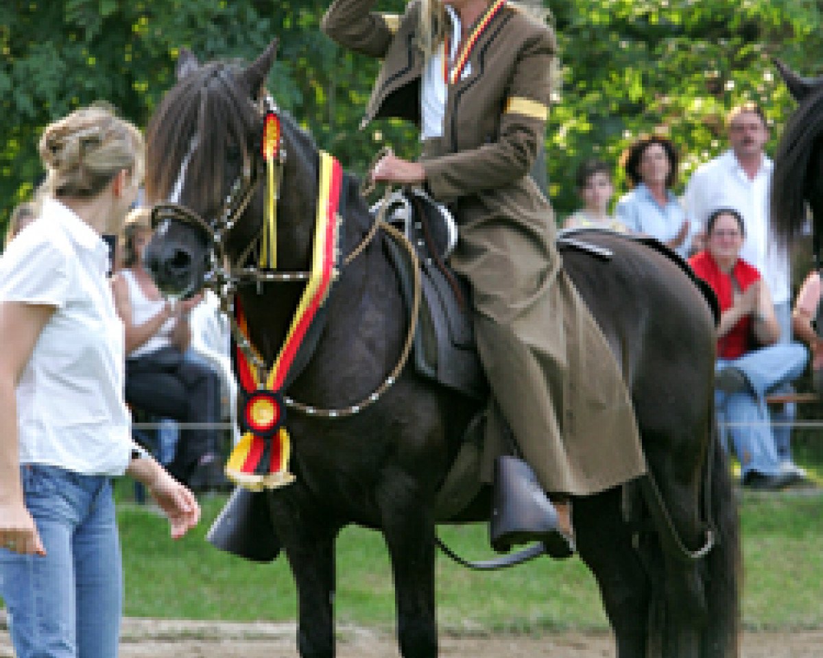 stallion Sanson (Peruvian Paso, 1989, from Destino)