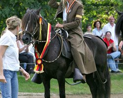 stallion Sanson (Peruvian Paso, 1989, from Destino)