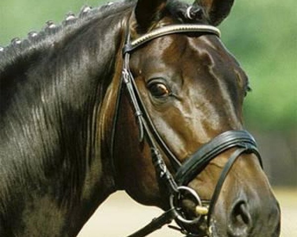 dressage horse Rubin Cortes OLD (Oldenburg, 2001, from Rubin Royal)