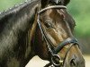 stallion Rubin Cortes OLD (Oldenburg, 2001, from Rubin Royal OLD)