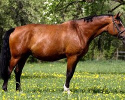 broodmare Ashley 82 (Oldenburg, 1997, from Argentinus)