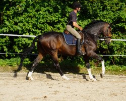 Springpferd Eltino (Westfale, 2017, von Elton John)