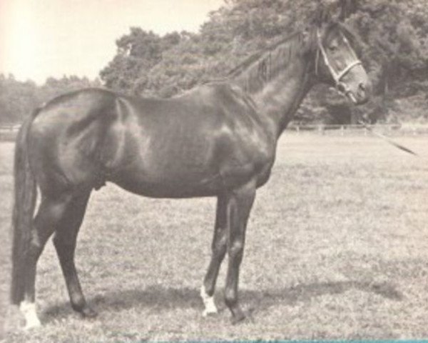 stallion Zank xx (Thoroughbred, 1961, from Neckar xx)