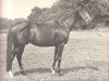 horse Zank xx (Thoroughbred, 1961, from Neckar xx)