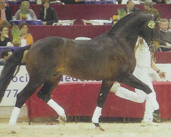 stallion Havidoff (Dutch Warmblood, 1989, from Clavecimbel)