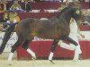 stallion Havidoff (Dutch Warmblood, 1989, from Clavecimbel)