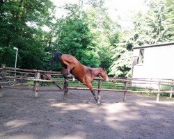 jumper Chicago 127 (Hessian Warmblood, 2007, from Contioso DR)