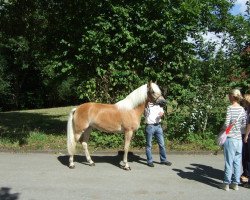 Zuchtstute Alina (Haflinger, 2007, von Adelshüter)