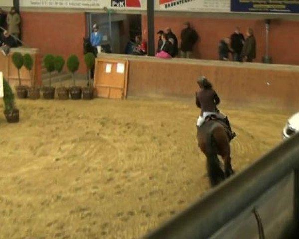 jumper Cha-Cha-Cha (German Sport Horse, 2005, from Chambertin)