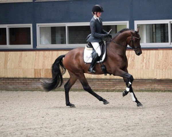 stallion Maigret vd Watermolen (KWPN (Royal Dutch Sporthorse), 2017, from Daily Diamond)