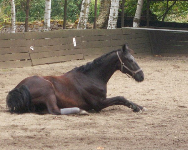 horse Galileo (Westphalian, 1992, from Gervantus II)