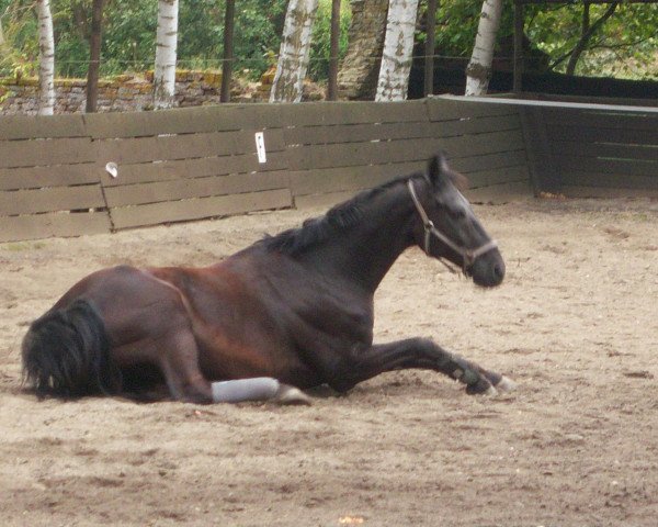 Pferd Galileo (Westfale, 1992, von Gervantus II)