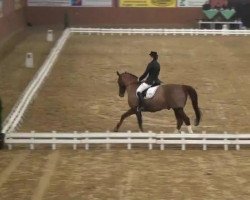 dressage horse Lorenzo D'Amour (Oldenburg, 1995, from Lungau)