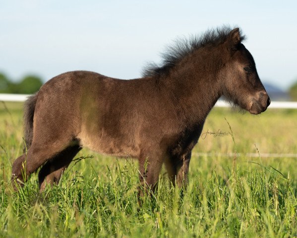 Pferd Freakys Vamiro (Dt.Part-bred Shetland Pony, 2021, von Valentin von der Ostsee)