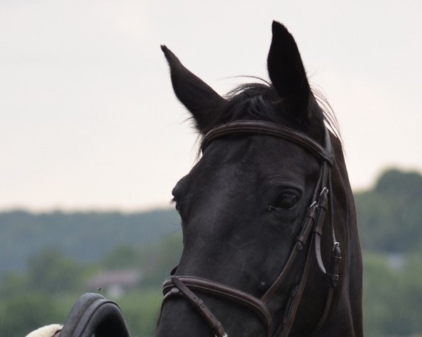 Pferd Ronja (Deutsches Reitpferd, 2009, von Unbekannt)