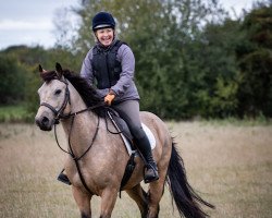 Pferd Ballynulty Cuckoo (Connemara-Pony, 2012, von Eagles Rest)