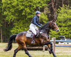 dressage horse Ulegra 3 (Oldenburg, 2014, from Quateron)