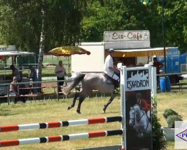 horse Solo Uno (Oldenburg show jumper, 2007, from Silvio I)