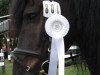 dressage horse Tequila 222 (Friese,  )