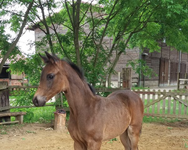 dressage horse Sao Paulo R (Oldenburg, 2022, from Si Bon)