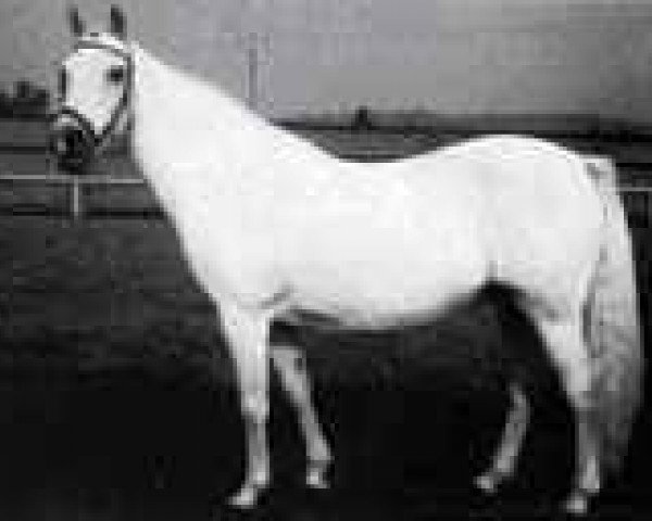 Zuchtstute Amber (Welsh Pony (Sek.B), 1969, von Chirk Crogan)