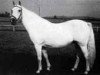 Zuchtstute Amber (Welsh Pony (Sek.B), 1969, von Chirk Crogan)