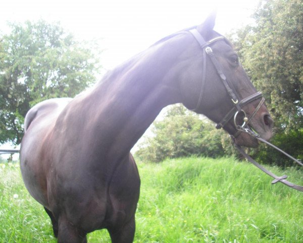 broodmare Antonie (Westphalian, 1993, from Akitos xx)