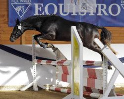 Deckhengst Dark George (Deutsches Reitpony, 2009, von Auenhof's Allstar)