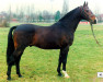 stallion Liostro (Holsteiner, 1980, from Ladykiller xx)