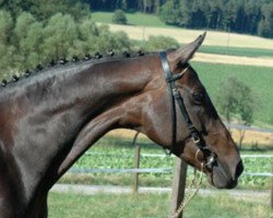 broodmare Rosiera (Oldenburg, 1997, from Rosier)