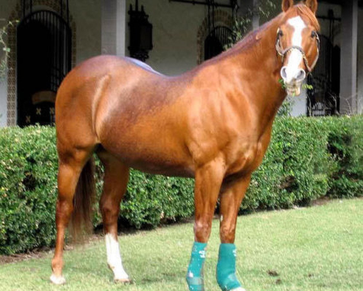 Deckhengst First Down Dash (Quarter Horse, 1984, von Dash For Cash)