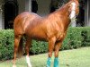 Deckhengst First Down Dash (Quarter Horse, 1984, von Dash For Cash)